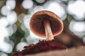 Mushroom