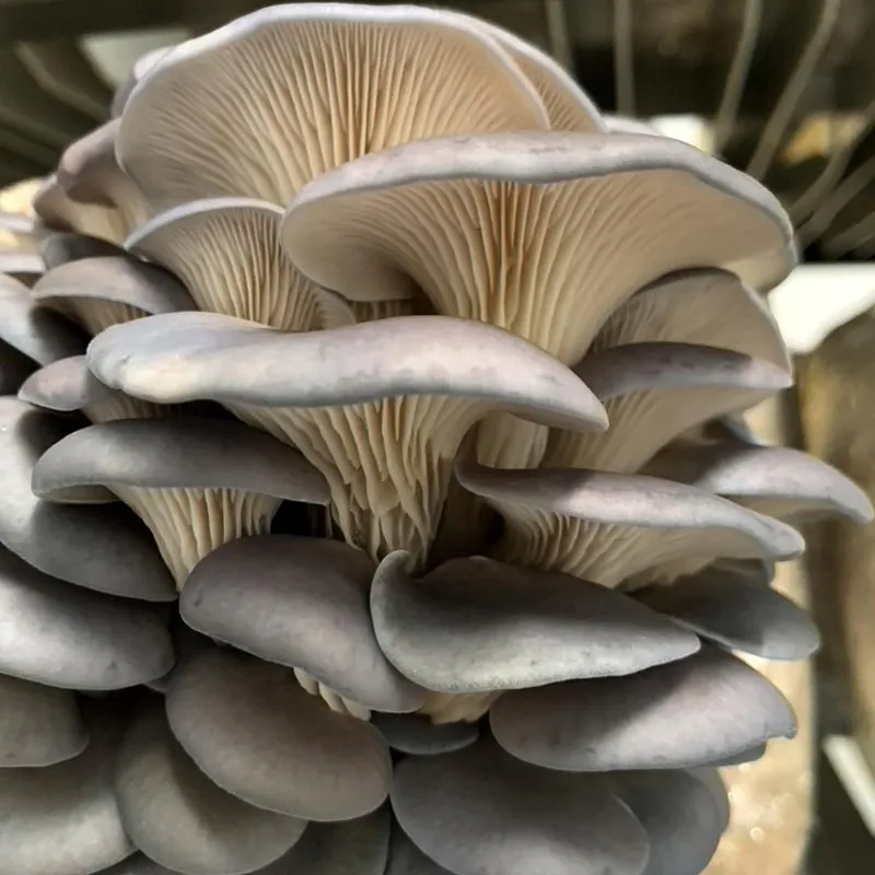 Organic Mushroom Varieties