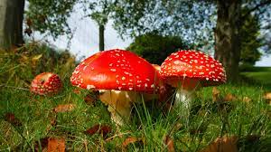 Fresh Mushrooms